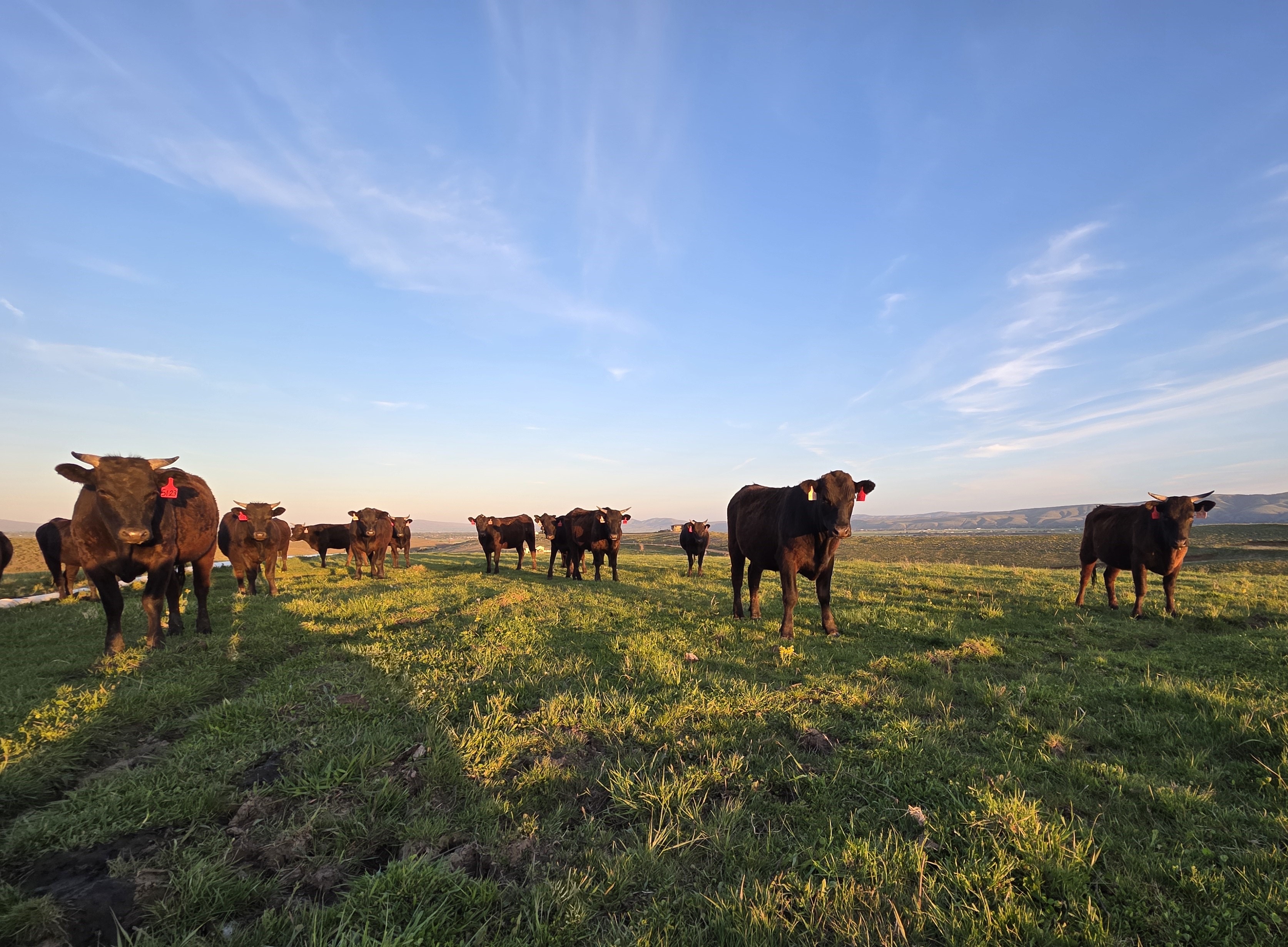 The Herd